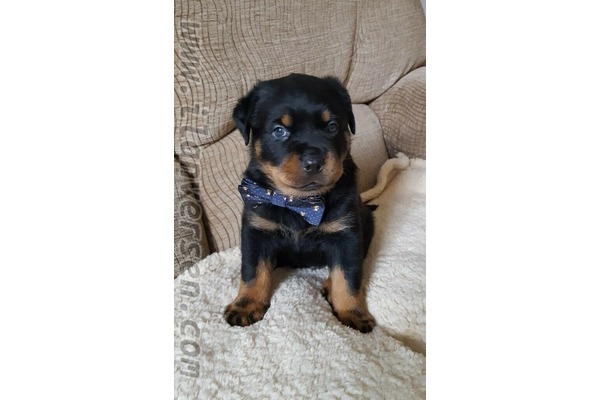 Rottweiler yaş 0-3 Aylık Merkez Efendi Mah.