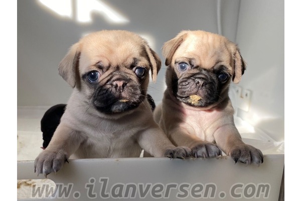 Pug köpek Merkezefendi