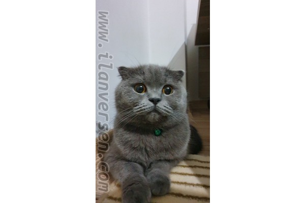 Scottish fold Dişi kedi