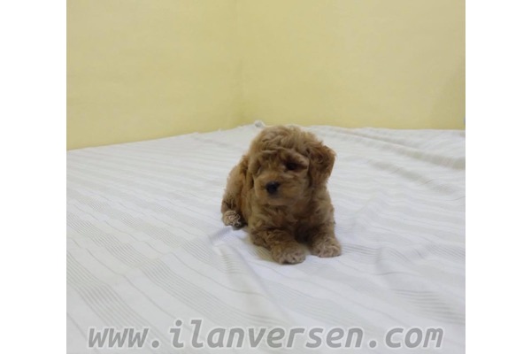 Fevzi Çakmak Mah. köpek ilanı ver