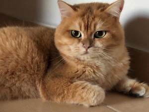 satilik kedi kedi ilanlari Gürsel Mah.