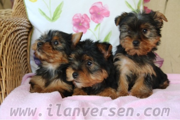 Yorkshire terrier Akpınar Köyü