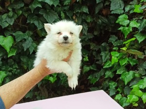 köpek ilanlari Balat Mah.