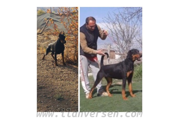 Doberman köpek Çankaya