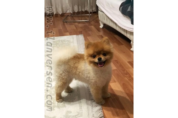Pomeranian Karadeniz Mah.