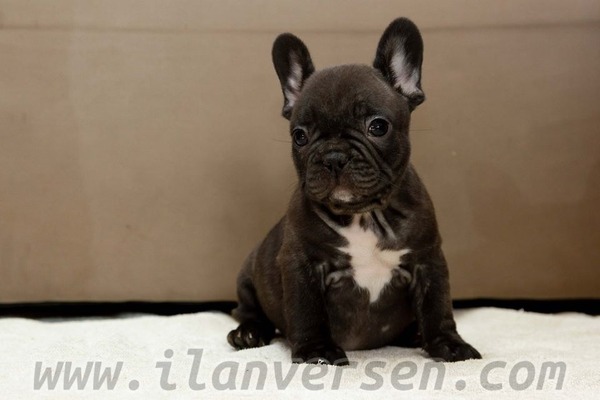French bulldog Dişi ve Erkek köpek
