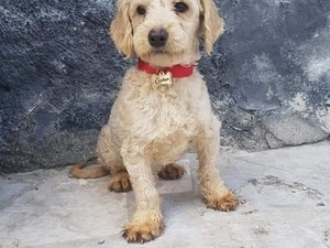 acil satılık tır yaş 6-12 Aylık köpek Lala Hüseyin Paşa Mah.