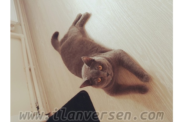 British shorthair 2