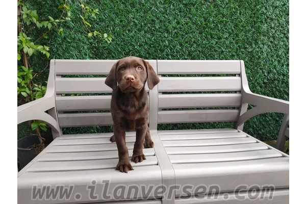 Yahyakaptan Mah. köpek ilanı ver