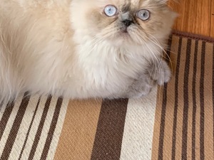 yakışıklı erkek arıyorum İran Dişi kedi