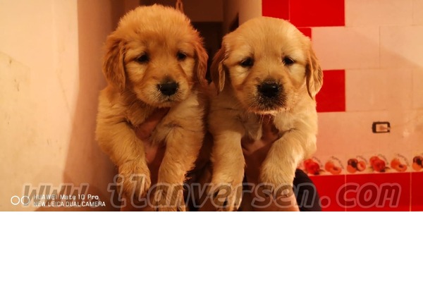 Golden retriever 1 TL Ergene Mah.