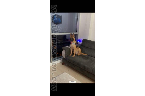 Erkek köpek Yalı Mah.