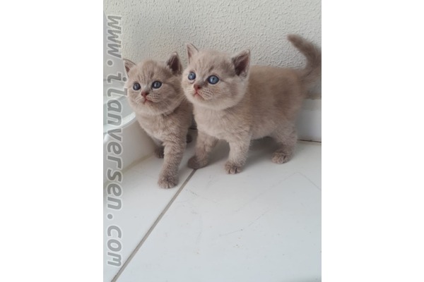 British shorthair 1 TL Çayyolu Mah.