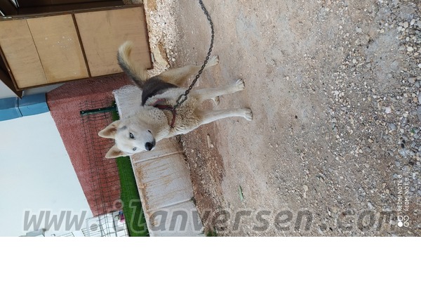 Diğer köpek ırkı Sahibinden 500 TL