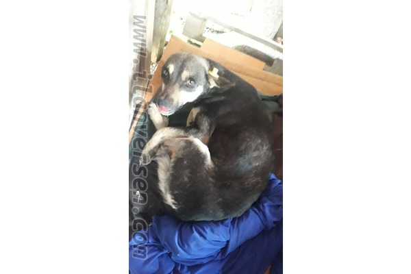 Diğer köpek ırkı yaş 2