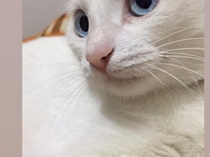 Ciftlestirmek Icin Kedi Kedi Es Bulma