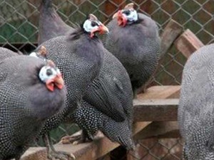 tokat tavuğu Karamandere Köyü hayvanlar ilanı ver