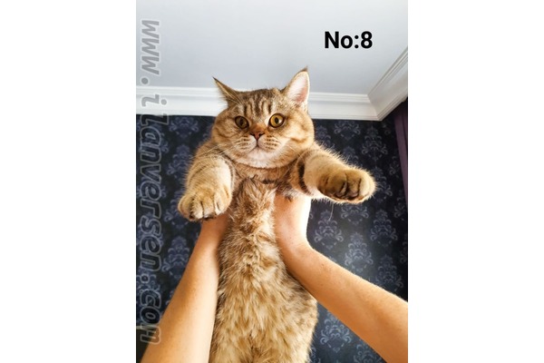 kedi ilanlari Fikirtepe Mah.