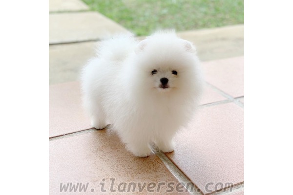 Pomeranian Fevzi Çakmak Mah.