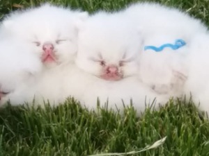 kedi Egzotic shorthair fiyatları