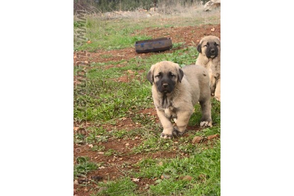 Kangal Sahibinden Doğan Mah.