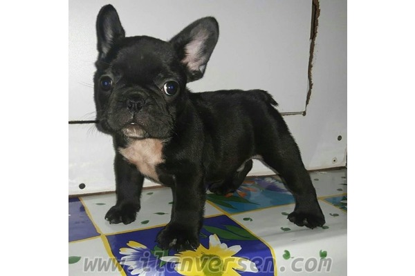 Kadınlar Denizi Mah. French bulldog ilanları