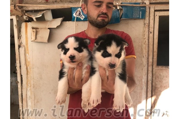 Bağbaşı Mah. köpek ilanı