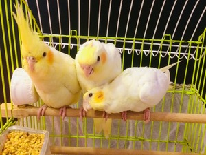 kaniş yavruları Sahibinden Sultan papağanı Papağan fiyatları