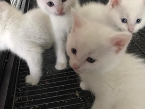 0-3 Aylık kedi Şeker Mah.