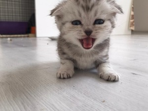 saf scottish fold(whiskas,black golden)