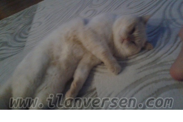 British shorthair Sahibinden Büyükşehir Mah.