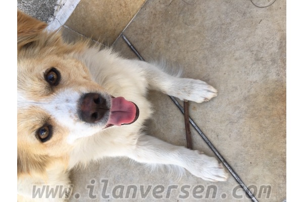 yaş 1 köpek Ferahlı Mah.