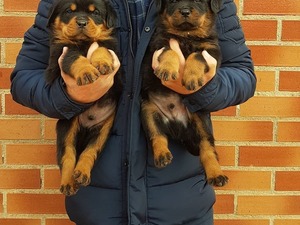 Rottweiler Sahibinden Fevzi Çakmak Mah.