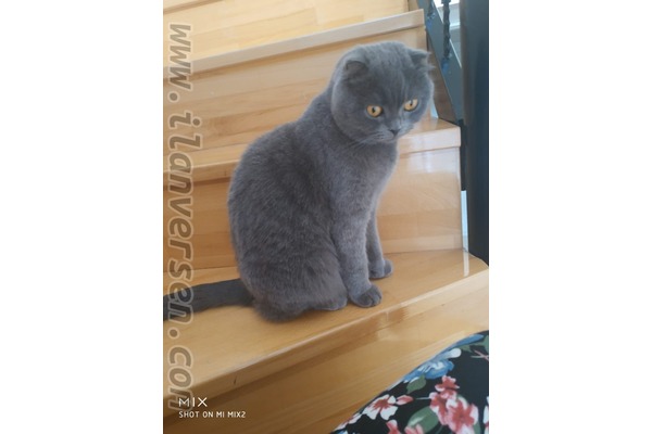 Scottish fold 0 TL Keklik Pınarı Mah.
