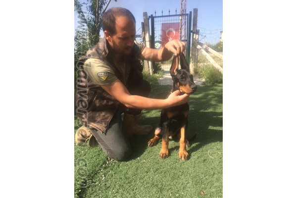 Erkek köpek Çankaya Mah.