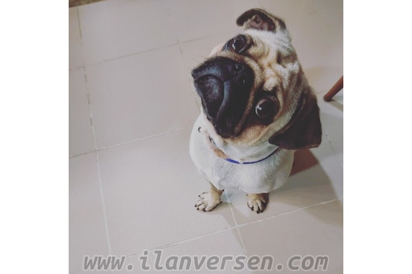 Şirinyalı Mah. köpek ilanı ver