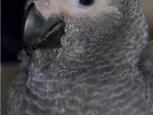  Afrika gri papağanı / jako papağanı Dişi Papağan