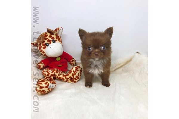 Chihuahua 3 TL Ahmet Yesevi Mah.