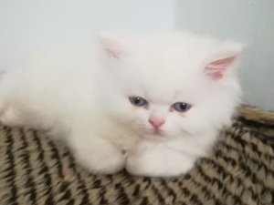 kedi chinchilla Turgut Reis Mah. hayvanlar ilanı ver