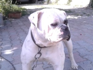 Buldog yaş 2
