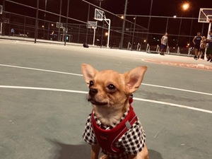  Chihuahua Erkek Bahriye Üçok Mah.