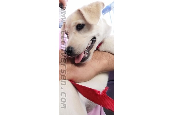 Diğer köpek ırkı Menderes Mah.