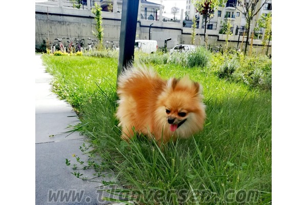 Erkek köpek Esenkent Mah.