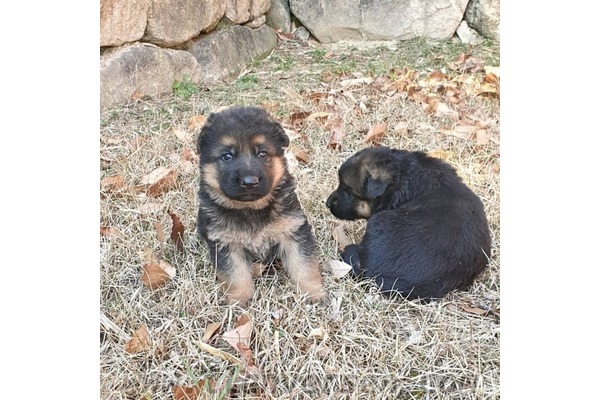 Dişi ve Erkek köpek Altınkum Mah.