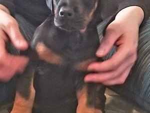 Altınkum Mah. köpek fiyatları