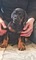 Altınkum Mah. köpek fiyatları