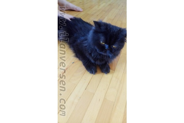 Erkek kedi İstasyonaltı Mah.