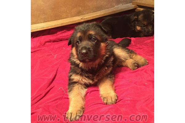 Alman çoban kurdu köpek Konyaaltı