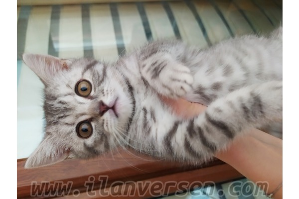 Celaliye Mah. kedi ilanı ver