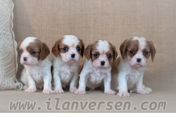 Cavalier king Charles 1 TL Fevzi Çakmak Mah.